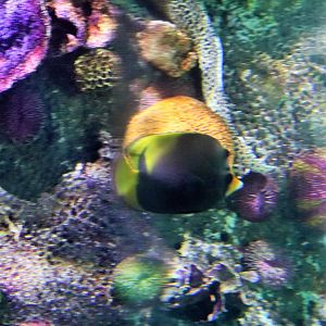 Butterfly Fish ID? Melbourne Aquarium