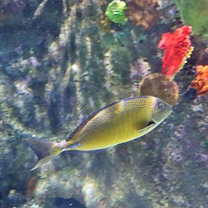 Fish ID? Melbourne Aquarium
