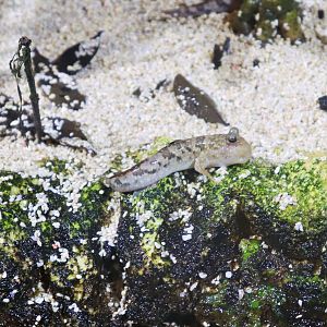 Mudskipper ID? Melbourne Aquarium