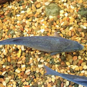 Freshwater Fish ID? Melbourne Aquarium