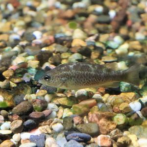 Fish ID? Melbourne Aquarium