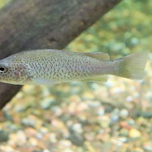 Fish ID? Melbourne Aquarium