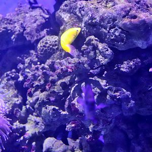 Fish ID? Melbourne Aquarium