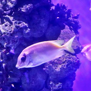 Rabbitfish ID? Melbourne Aquarium