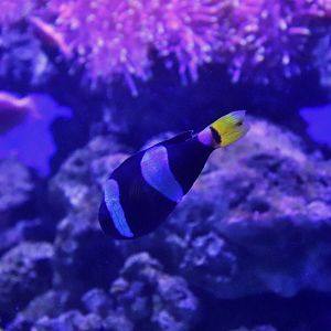 Fish ID? Melbourne Aquarium