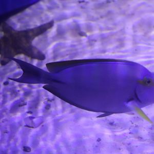 Fish ID? Melbourne Aquarium
