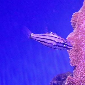 Fish ID? Melbourne Aquarium