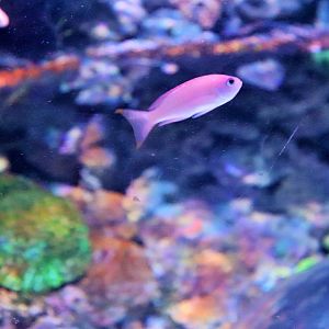Fish ID? Melbourne Aquarium