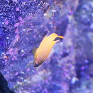 Fish ID? Melbourne Aquarium