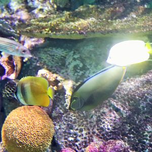 Yellow Fish ID? Melbourne Aquarium