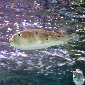 Fish ID? Melbourne Aquarium