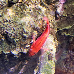 Fish ID? Melbourne Aquarium