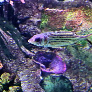 Fish ID? Melbourne Aquarium