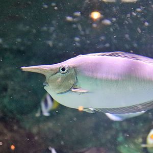 Unicornfish ID? Melbourne Aquarium