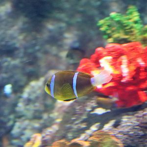 Anemone fish ID?- Melbourne Aquarium