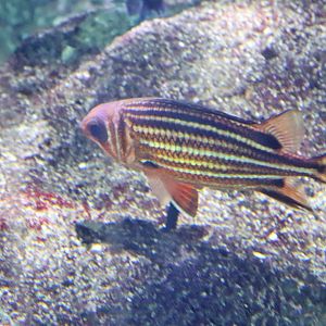 Fish ID? Melbourne Aquarium