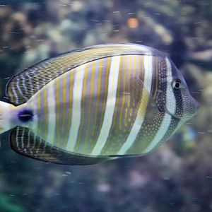 Fish ID? Melbourne Aquarium