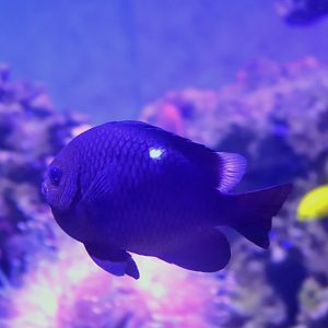 Fish ID? Melbourne Aquarium