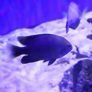 Fish ID? Melbourne Aquarium