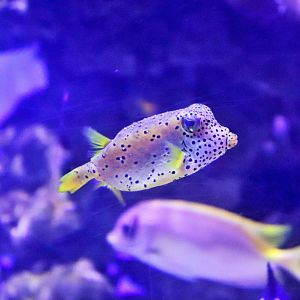 Fish ID? Melbourne Aquarium