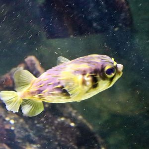 Fish ID? Melbourne Aquarium