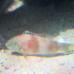 Fish ID? Melbourne Aquarium
