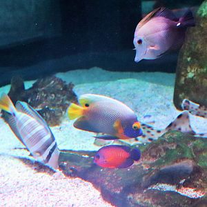 Fish IDs? Melbourne Aquarium