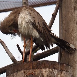 Red-legged seriema (Cariama cristata), Nov 10th, 2018