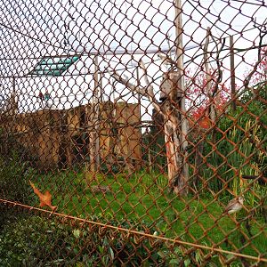 South American aviary (Nov 10th, 2018)