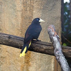 Crested oropendola (Psarocolius decumanus), Nov 10th, 2018