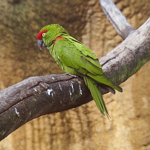 Thick-billed parrot (Rhynchopsitta pachyrhyncha), Nov 10th, 2018
