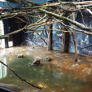 South American waterfowl indoor aviary (Nov 10th, 2018)