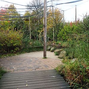 South American waterfowl aviary (Nov 10th, 2018)