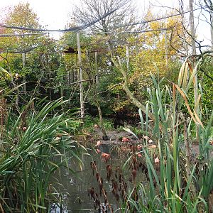 South American waterfowl aviary (Nov 10th, 2018)
