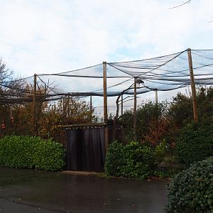 South American waterfowl aviary (Nov 10th, 2018)