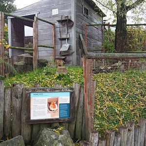 Domestic guinea pig exhibit (Nov 10th, 2018)