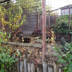 Greater guinea pig exhibit (Nov 10th, 2018)