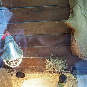 Greater guinea pig indoor exhibit (Nov 10th, 2018)