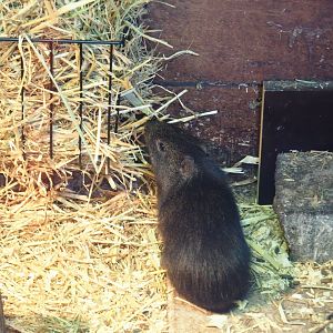 Greater guinea pig (Cavia magna), Nov 10th, 2018