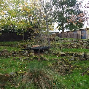 Southern pudu exhibit (Nov 10th, 2018)