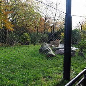 Asiatic lion exhibit (Nov 10th, 2018)