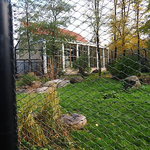 Asiatic lion exhibit (Nov 10th, 2018)