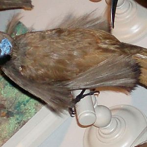 Black-billed sicklebill (Drepanornis albertisi) - taxidermy