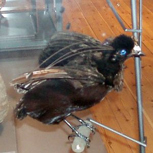 Queen Carola's parotia (Parotia carolae) - taxidermy