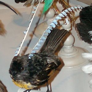 King of Saxony bird of paradise (Pteridophora alberti) - taxidermy