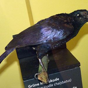 Crinkle-collared manucode (Manucodia chalybata) - taxidermy