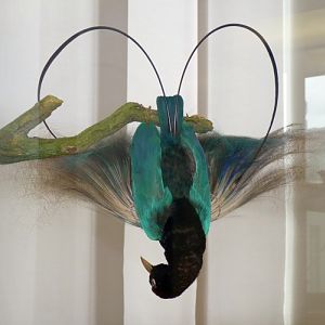 Blue bird of paradise (Paradisaea rudolphi) - taxidermy
