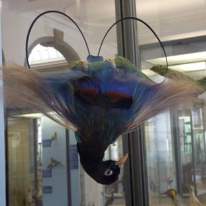 Blue bird of paradise (Paradisaea rudolphi) - taxidermy