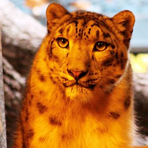 Snow leopard (Panthera uncia) in Jardin des Plantes; 24th November 2018