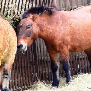 Przewalski's wild horse (Equus ferus przewalski) in Jardin des Plantes; 24th November 2018